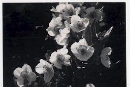 Ulmos en Puerto Varas