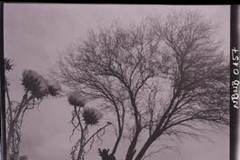 [Arbol y flores silvestres]