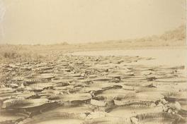 [Laguna con plantas flotantes de agua]
