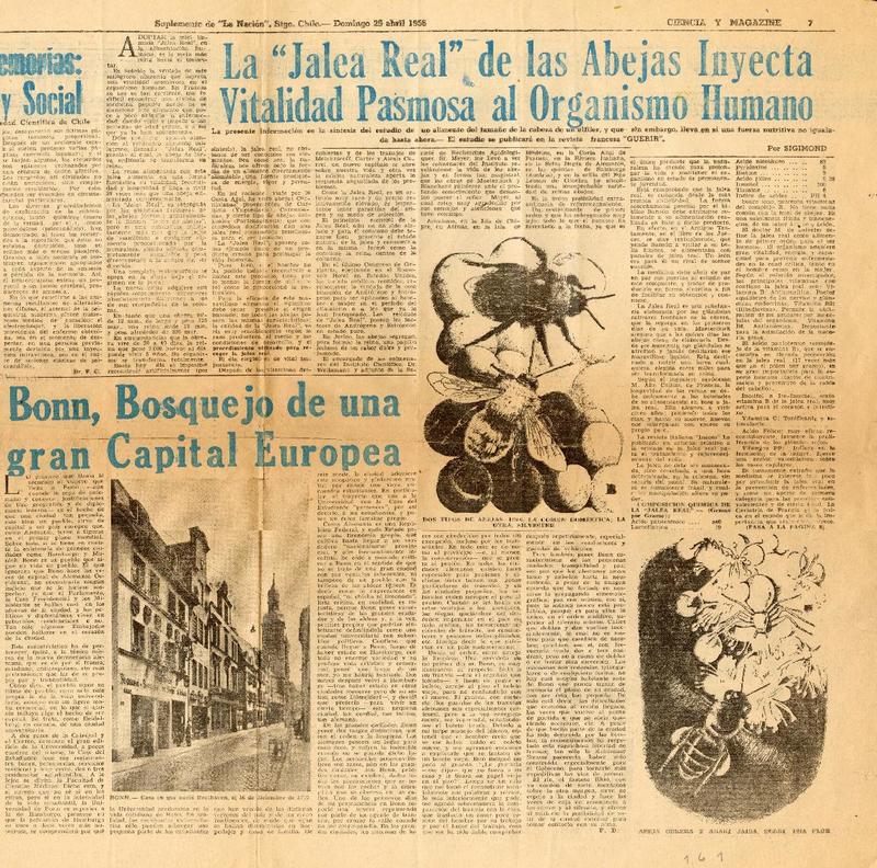 Carpeta Abejas Jaleas / Archivo Temático Joaquín Edwards Bello