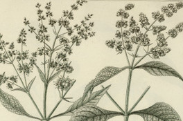 Buddleja occidentalis