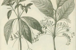 Ohigginsia verticillata