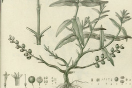Gonzalagunia dependens