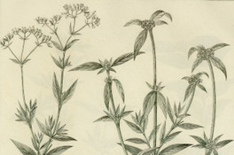 Spermacoce corymbosa