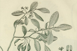 Embothrium dentatum