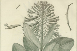 Embothrium emarginatum