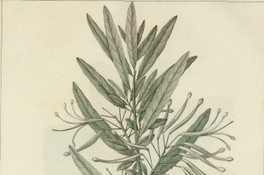 Embothrium lanceolatum