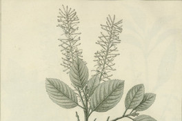 Embothrium monospermum