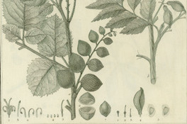 Quadria heterophylla