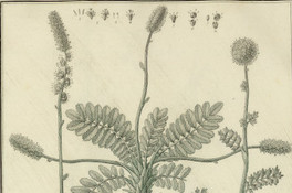 Acaena cylindristachya