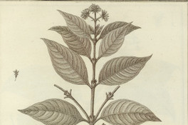 Psychotria subtomentosa