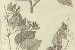 Psychotria tinctoria