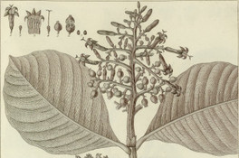 Psychotria hyacinthiflora