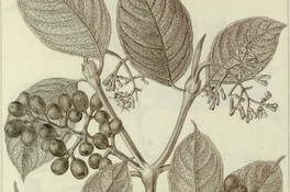 Coffea racemosa