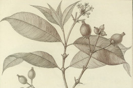 Coffea subsessitis