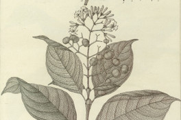 Coffea ciliata