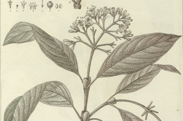 Coffea nitida