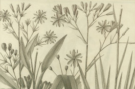 Antericum coarctatum