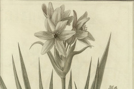 Ornithogalum corymbosum