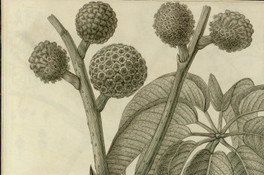 Actinophyllum angulatum