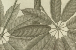 Actinophyllum pedicellatum