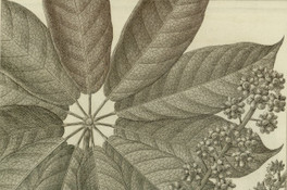 Actinophyllum  conicum