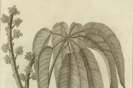 Actinophyllum acuminatum