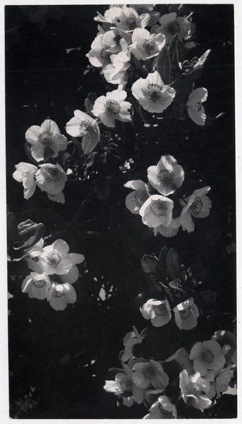 Ulmos en Puerto Varas