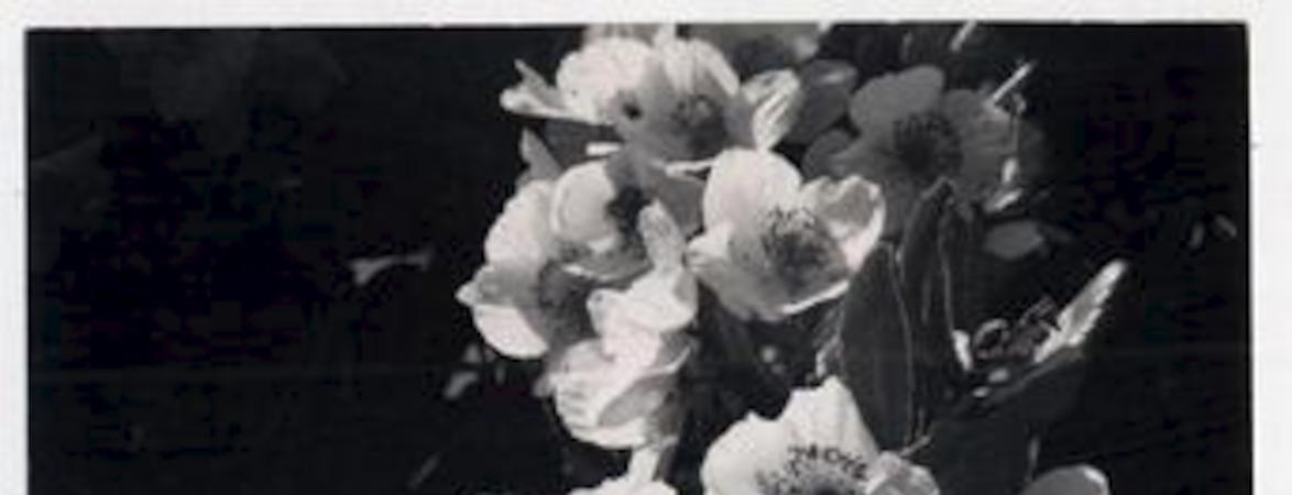 Ulmos en Puerto Varas