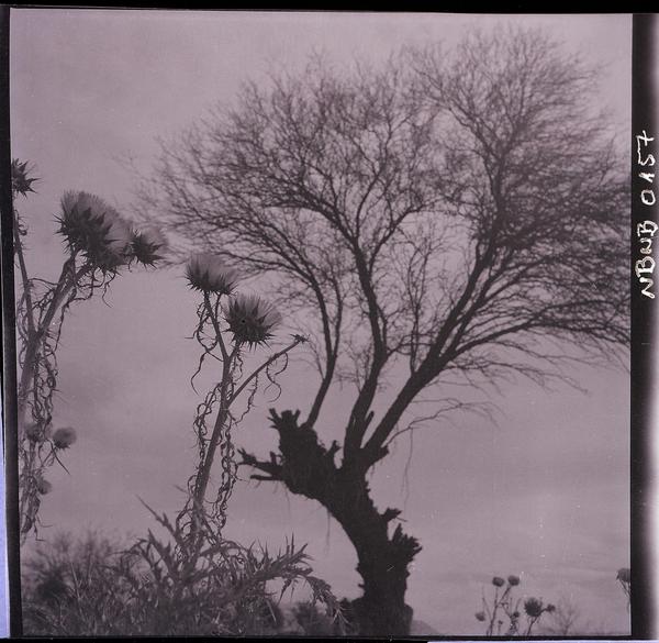 [Arbol y flores silvestres]