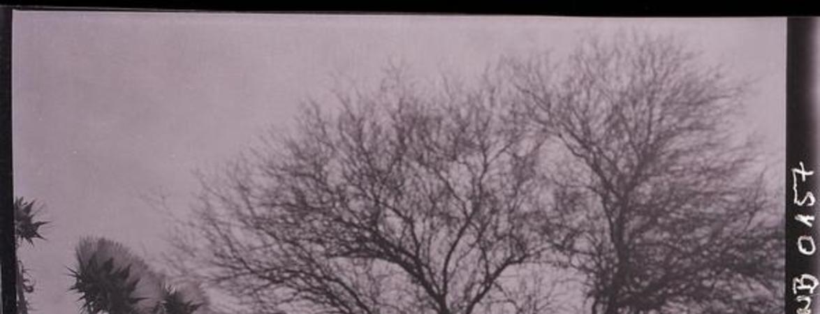 [Arbol y flores silvestres]