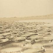 [Laguna con plantas flotantes de agua]