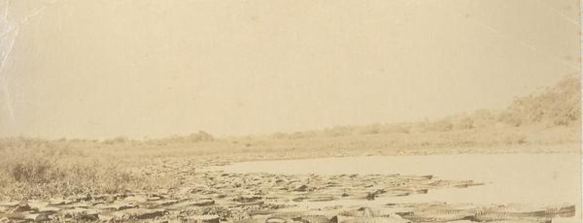 [Laguna con plantas flotantes de agua]