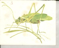 [Tarjeta] [a] [Doris Dana]