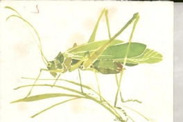 [Tarjeta] [a] [Doris Dana]