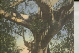 [Tarjeta postal] [1949] [abr.], 303 Canals, St. Santurce, Puerto Rico [a la] Srta. Gabriela Mistral, Hotel Salmones, Jalapa, Ver., México