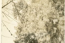 [Vista de Vicuña]  [fotografía]