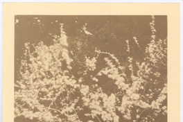 [Juan Miguel Godoy (Yin Yin)]  [fotografía]