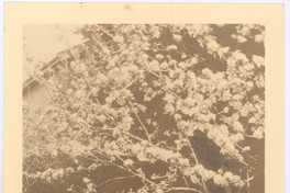 [Juan Miguel Godoy (Yin Yin)]  [fotografía]