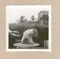 [Un perro en Rapallo]  [fotografía].