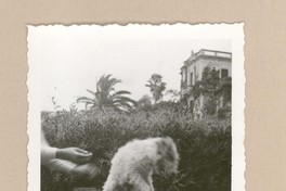 [Un perro en Rapallo]  [fotografía].