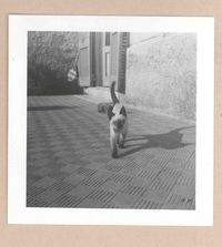 [Un gato siamés en Italia]  [fotografía].