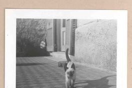 [Un gato siamés en Italia]  [fotografía].
