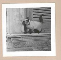 [Un gato siamés en Italia]  [fotografía].