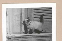[Un gato siamés en Italia]  [fotografía].