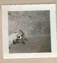 [Un gato siamés en Italia]  [fotografía].