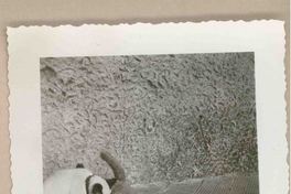 [Un gato siamés en Italia]  [fotografía].