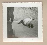 [Un gato siamés en Italia]  [fotografía].