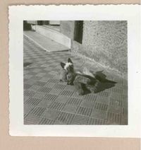 [Un gato siamés en Italia]  [fotografía].