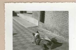 [Un gato siamés en Italia]  [fotografía].